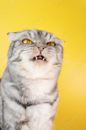 A gray Scottish Fold cat looks angrily to the side. The concept of pet aggression, behavior correction of cats. © Ольга Холявина