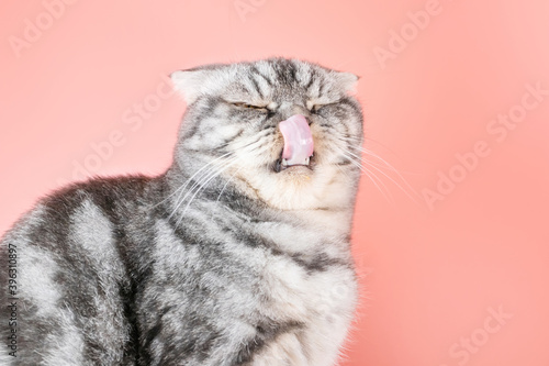 Fototapeta Naklejka Na Ścianę i Meble -  The gray Scottish Fold cat licks its lips amusingly, stuck out its tongue. Cute pet. Pink background, close-up portrait.