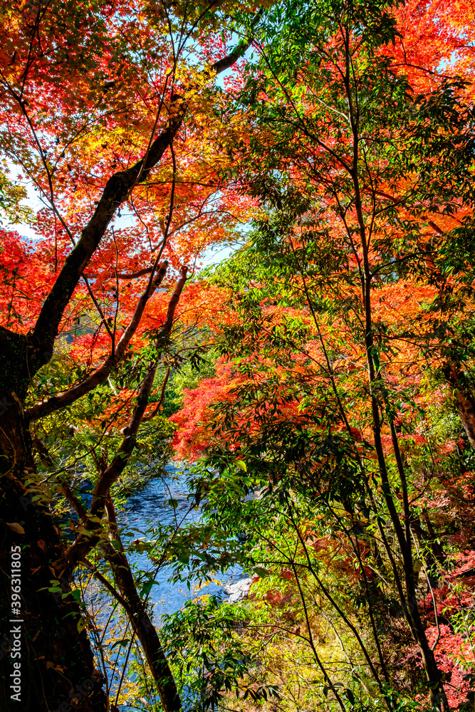 【東京都】御岳渓谷の紅葉