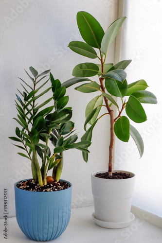 Ficus Elastica and Zamioculcas Zamiifolia on a white background. Front view. 