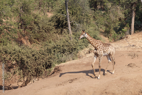 Photography Giraffe / Giraffe / Giraffa Camelopardalis
