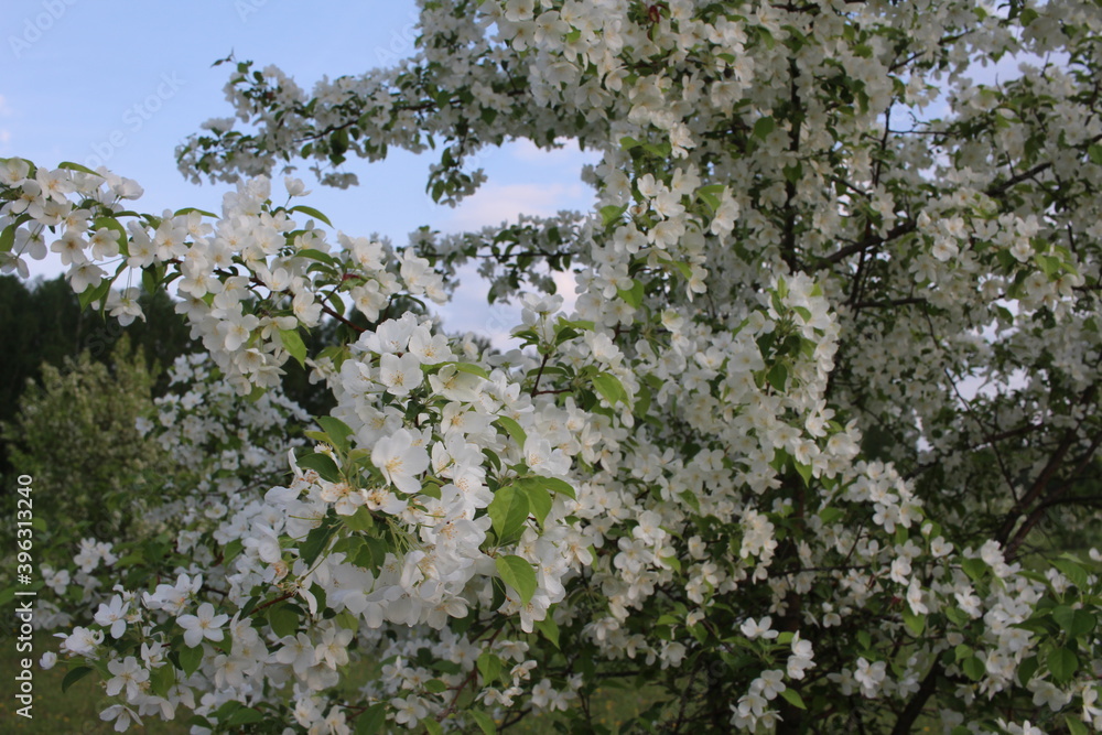 blooming Apple trees with white flowers on branches in the garden in spring blooming Apple trees with white flowers on branches in the garden in spring