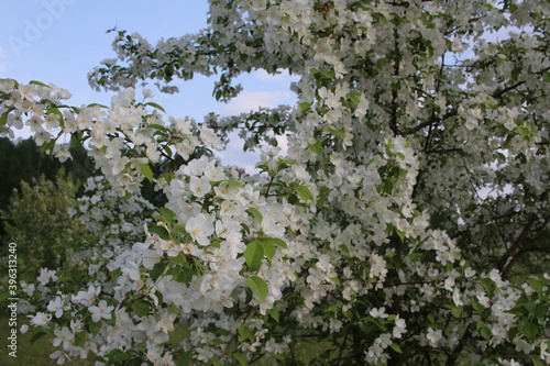 blooming Apple trees with white flowers on branches in the garden in spring