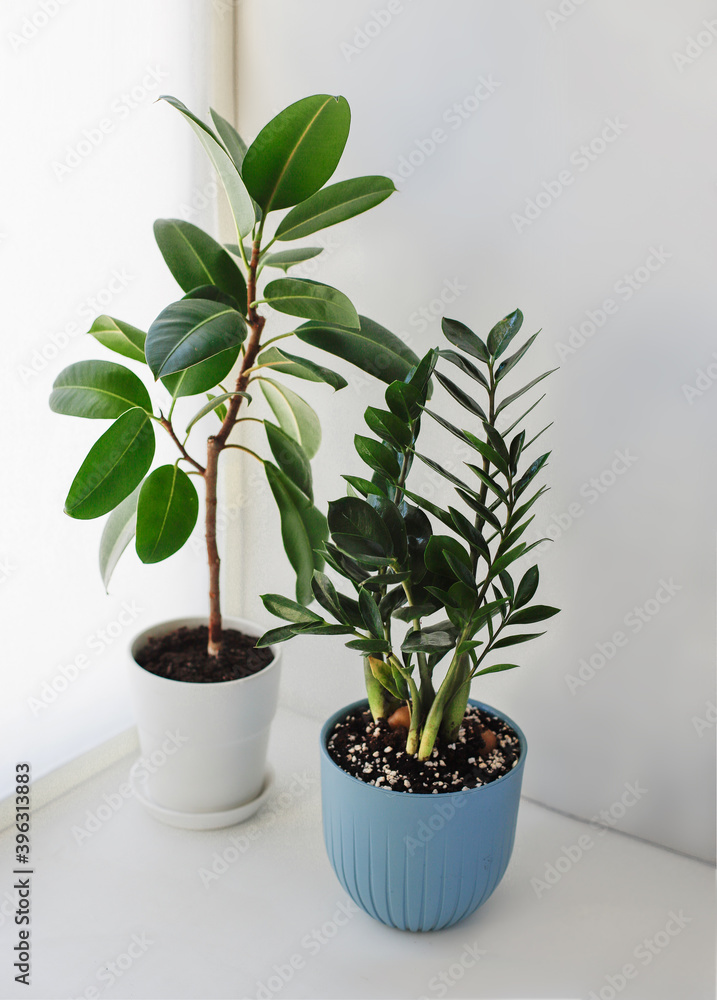 Ficus Elastica and Zamioculcas Zamiifolia on a white background. Top view. Ficus Elastica and Zamioculcas Zamiifolia on a white background. Top view.