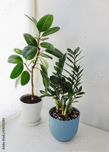 Ficus Elastica and Zamioculcas Zamiifolia on a white background. Top view. 