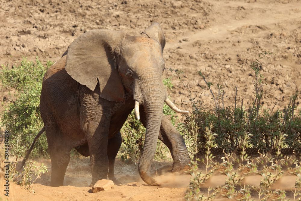 Fototapeta premium Afrikanischer Elefant / African elephant / Loxodonta africana