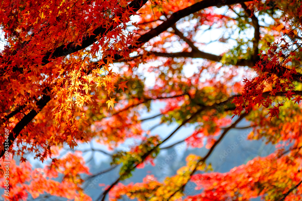 【東京都】御岳渓谷の紅葉 【東京都】御岳渓谷の紅葉