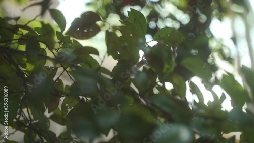 CU Leaves on tree branches swaying in wind