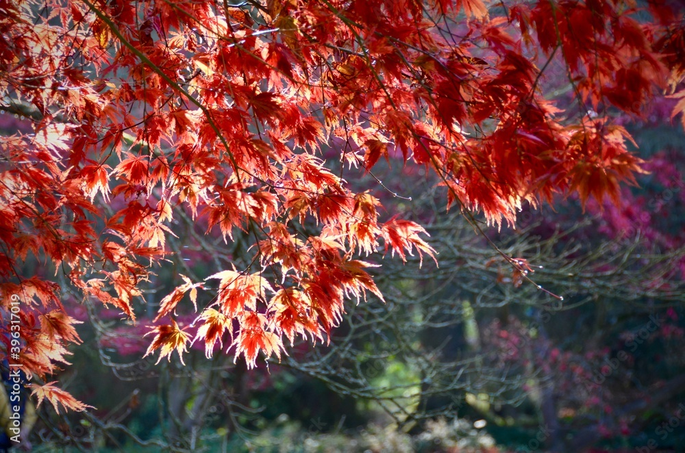 Red Autumn Leaves
Red Autumn Leaves