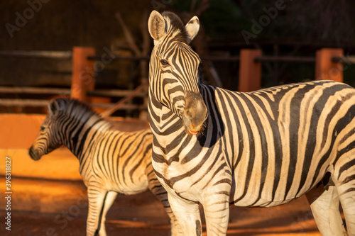 Fototapeta Naklejka Na Ścianę i Meble -  Beautiful Images of African zebra. Namibia, Africa