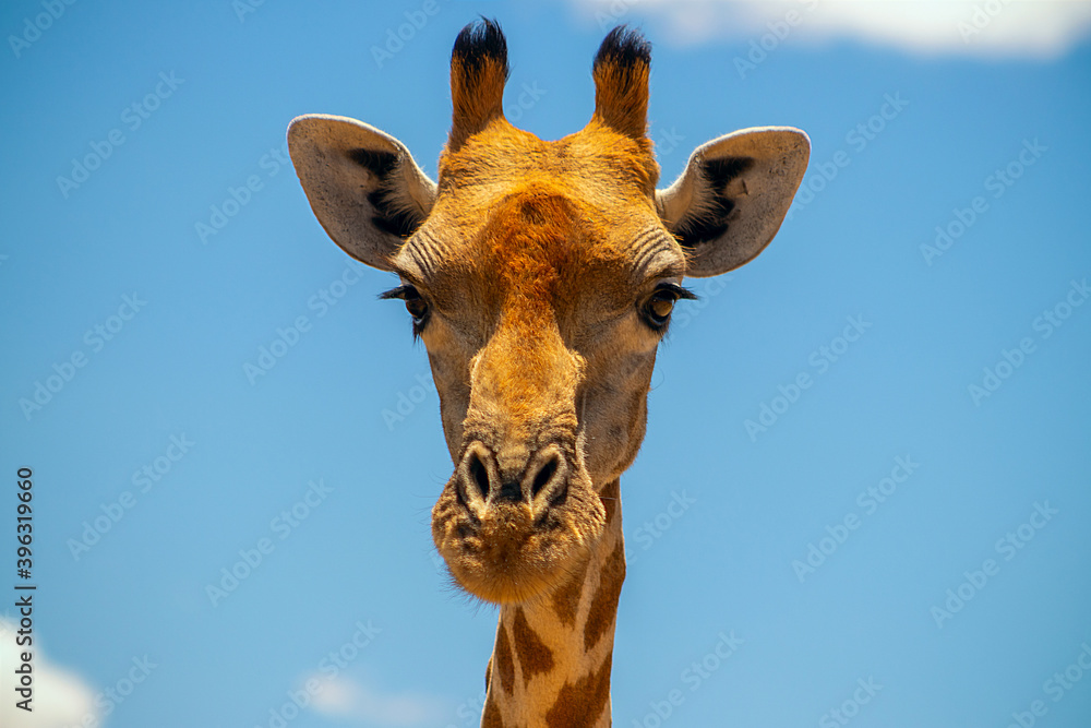 Naklejka premium Wild african life. A large common South African giraffe on the summer blue sky.