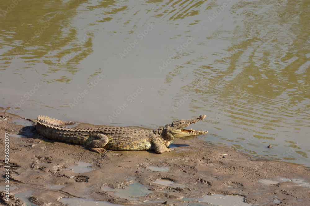 Nilkrokodil / Nile Crocodile / Crocodylus Niloticus Nilkrokodil / Nile Crocodile / Crocodylus Niloticus
