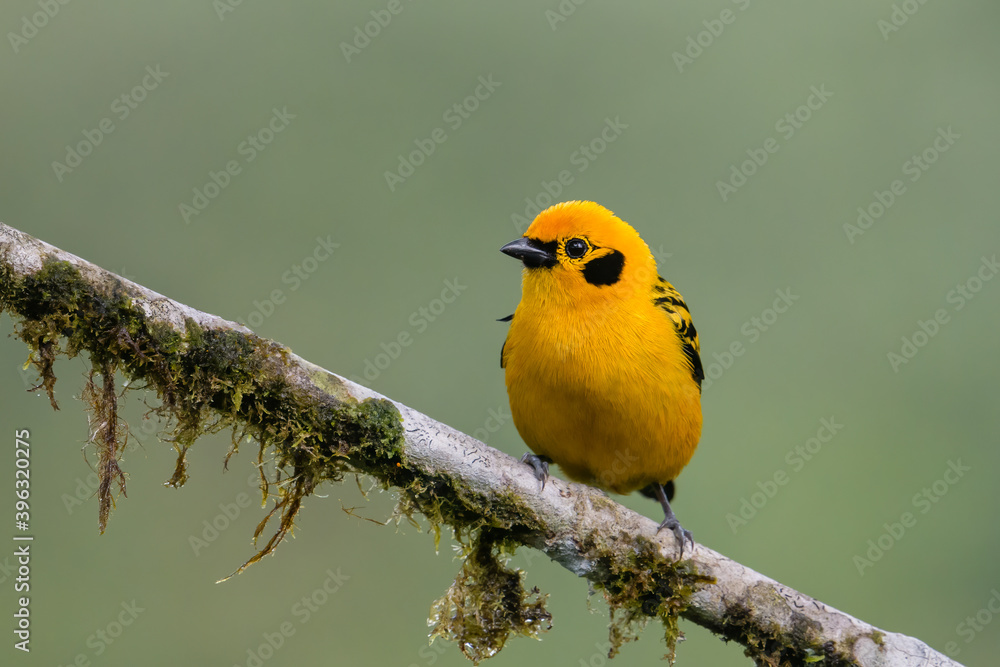 Obraz premium Tangara arthus aequatorialis