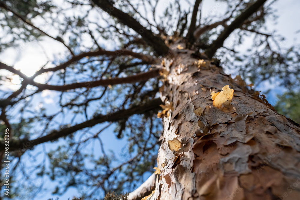 Beautiful, tall pine on a background of blue sky with clouds. Bottom view. Beautiful, tall pine on a background of blue sky with clouds. Bottom view.
