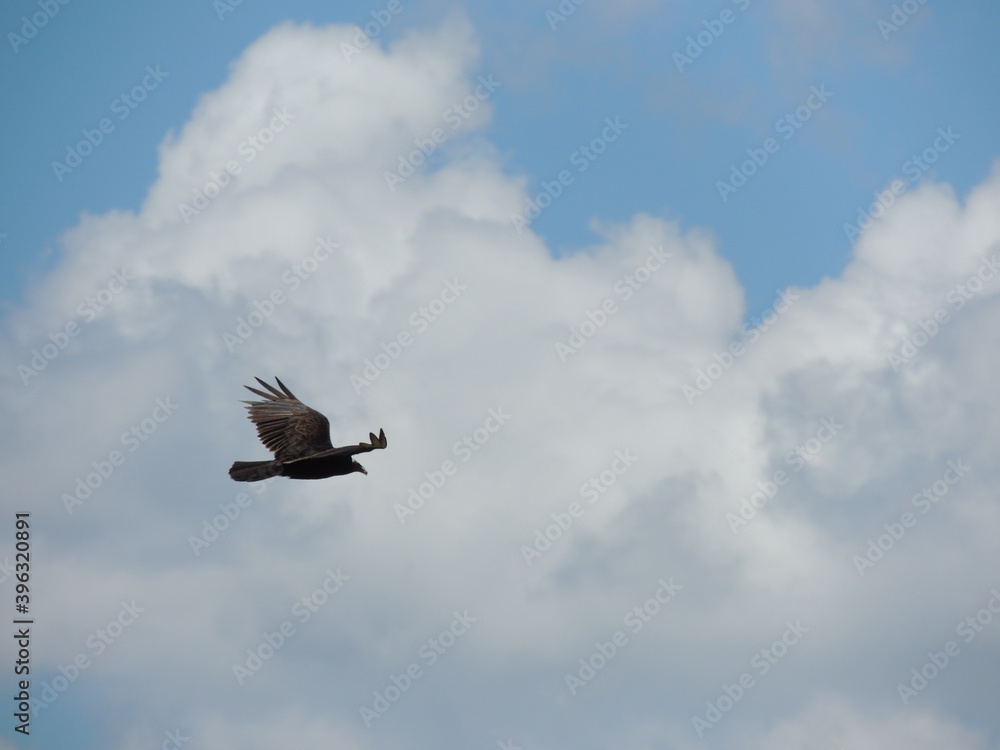 Obraz premium Ave no céu