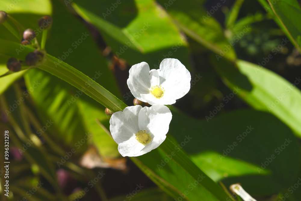 Fototapeta premium Close up of Burhead or Texas mud baby flower or Arrow Head Ame son