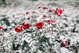 Red roses bushes covered with snow at a winter park. Green bushes of dark red roses flowers under the layer of white snow. Floristic and nature, winter holidays present concept.