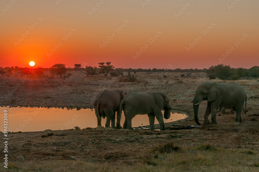 African elephants with sunset backdrop at the Okaukeujo waterhole