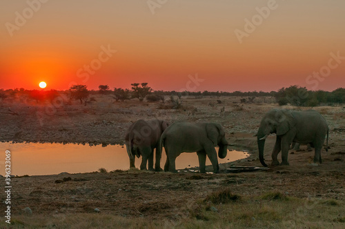 African elephants with sunset backdrop at the Okaukeujo waterhole © dpreezg