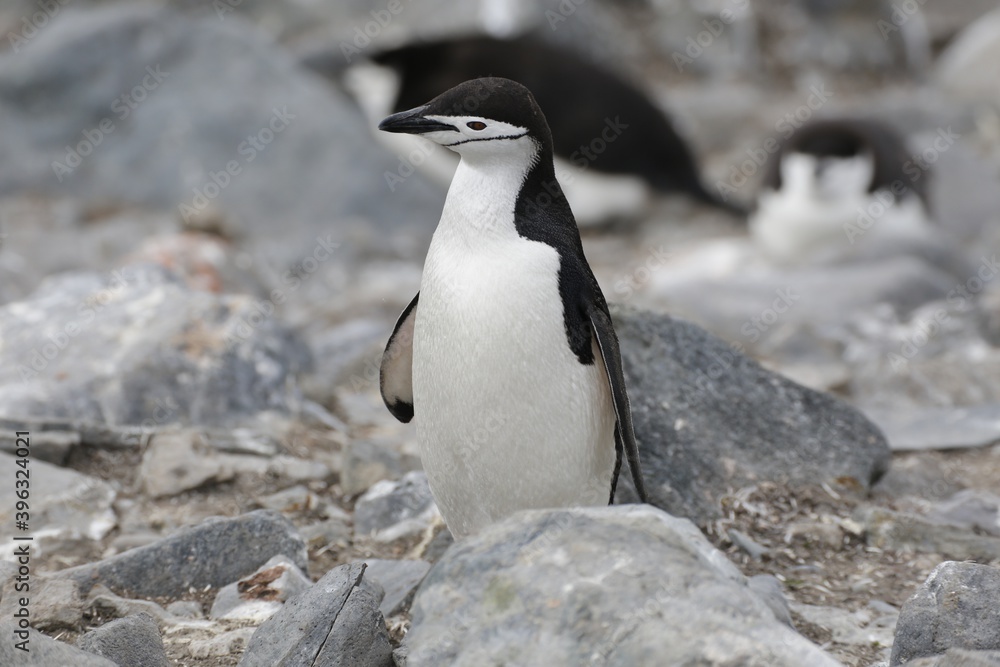 Fototapeta premium Pinguine in der Antarktis