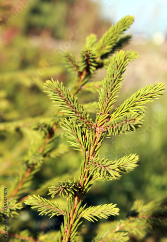 Close-up branch of young evergreen fir tree