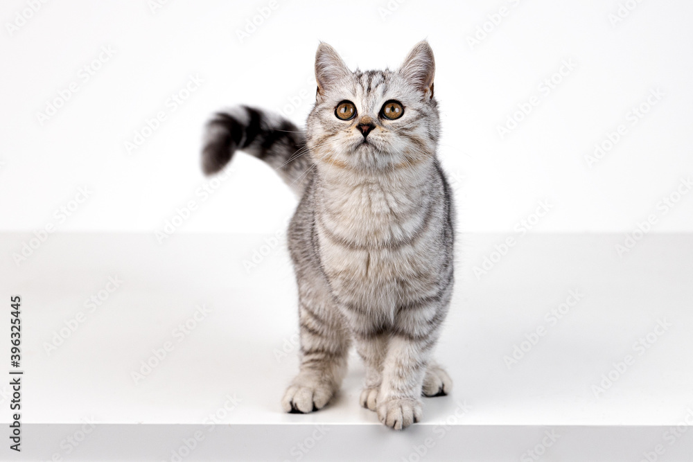 Portrait of Scottish straight kitten on white background Portrait of Scottish straight kitten on white background