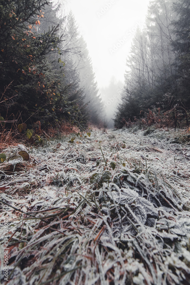 Obraz premium fog in the woods