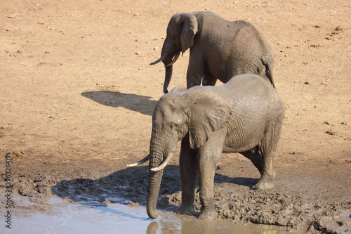 Afrikanischer Elefant im Mphongolo River  African elephant in Mphongolo River   Loxodonta africana