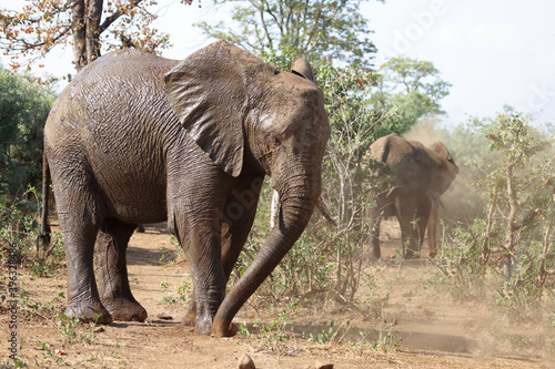 Afrikanischer Elefant   African elephant   Loxodonta africana