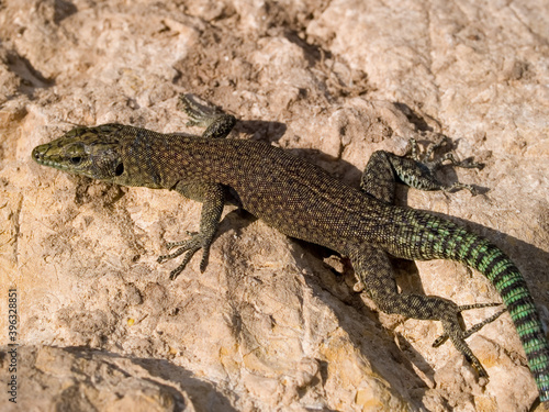 sharp snouted lizard, Dalmatolacerta oxycephala photo