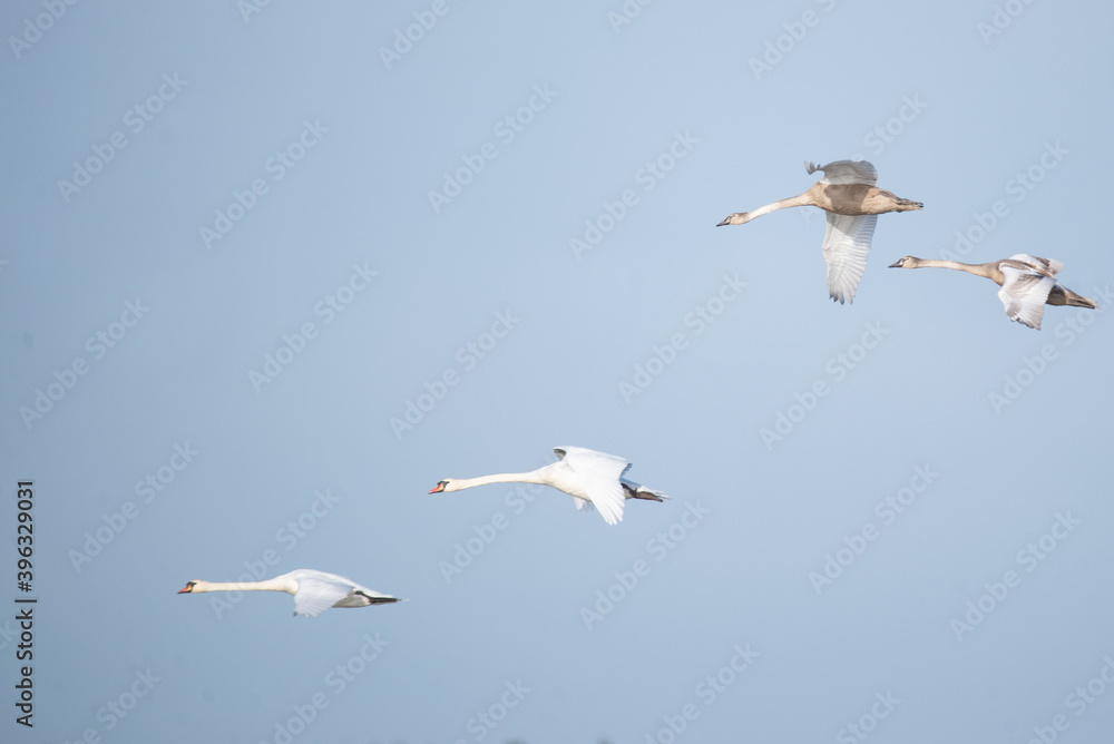 swan family in flight