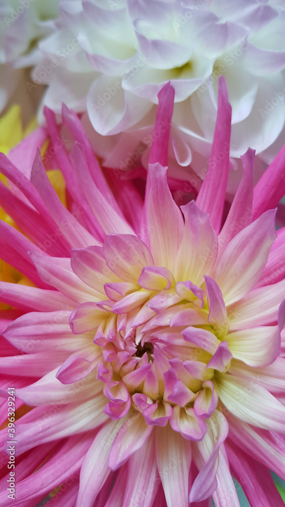 Close up of multicolored dahlia flowers