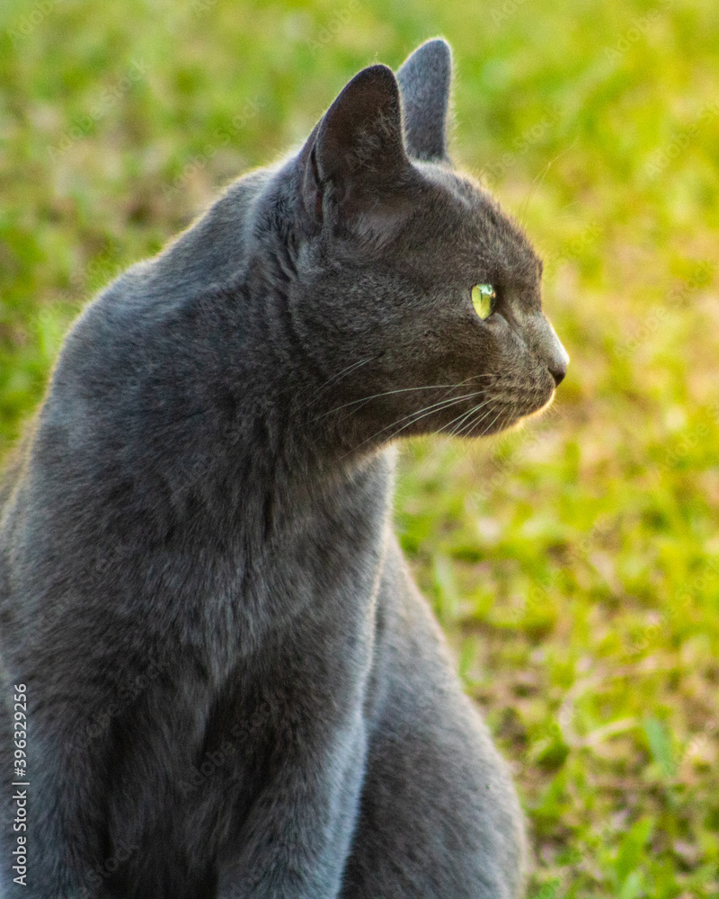 Cute gray cat with green eyes on the grass