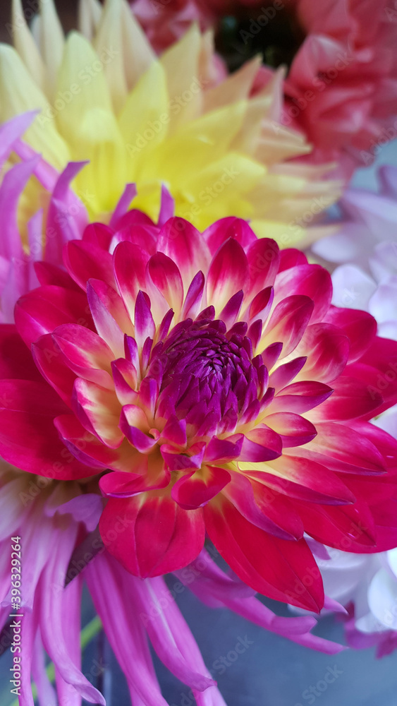 Obraz premium Close up of multicolored dahlia flowers