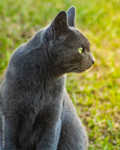 Cute gray cat with green eyes on the grass