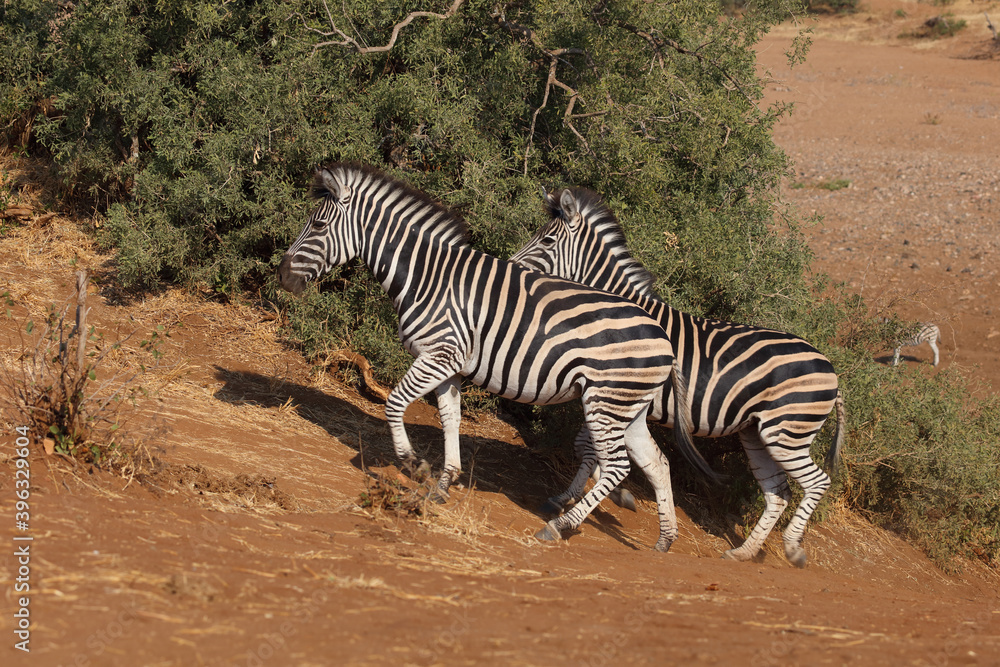 Obraz premium Steppenzebra / Burchell's zebra / Equus burchellii