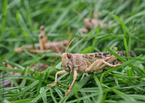 Eine Wanderheuschrecke im Vordergrund, mehrere Heuschrecken im Hintergrund, sitzen im Gras, Locusta migratoria