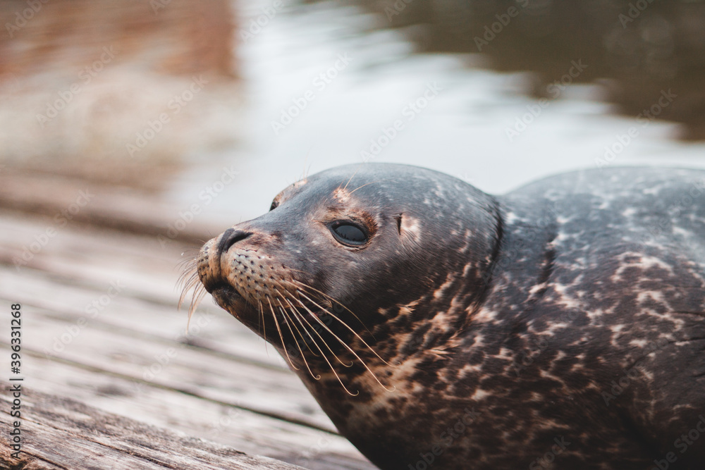 Fototapeta premium sea lion on the beach