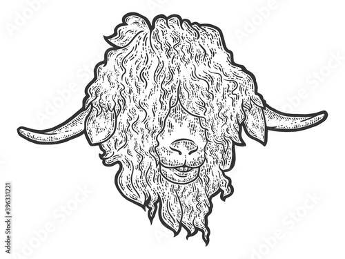 Φωτογραφία Head Angora goat