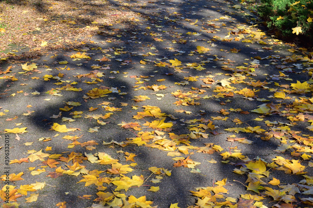 Autumn colored leaves lie on the pavement. Autumn colored leaves lie on the pavement.