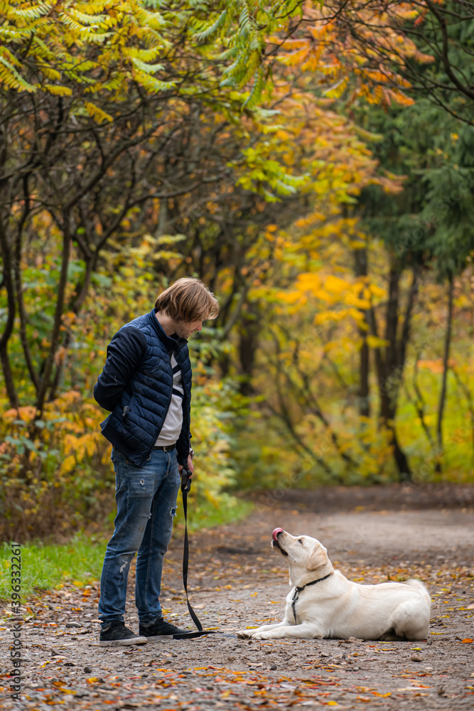 Owner and retriver are walking in park. Dog looking at man while laying on ground. Golden trees background. Owner and retriver are walking in park. Dog looking at man while laying on ground. Golden trees background.