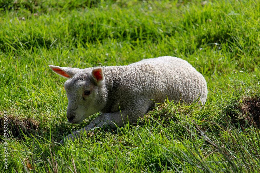 Obraz premium sheep in a meadow