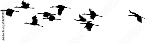 silhouettes in flight of Common Crane (Grus grus), isolated on white background