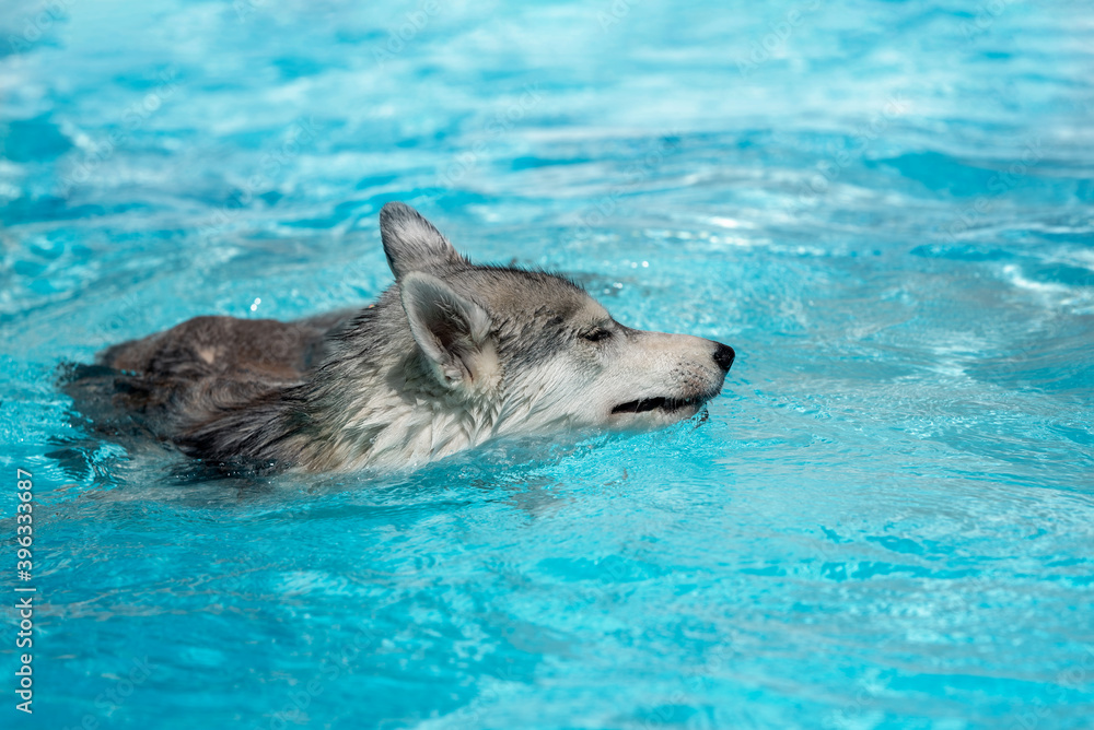 Obraz premium A young Siberian Husky female dog is swimming in a pool. She has wet grey and white fur. The water has an azure and blue color, with waves and splashes. It's a sunny summer day.