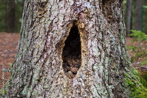 hollow in a tree with cones for squirrels in the forest