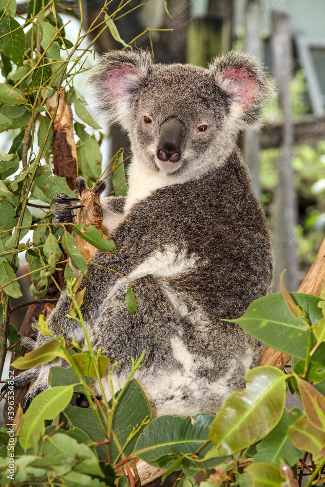 Obraz premium Koala im Baum