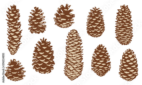 Pine cone set. Botanical hand drawn illustrations. Isolated on a white background.