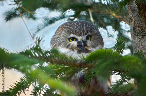 Northern Saw-whet Owl in the wild in Ontario, Canada