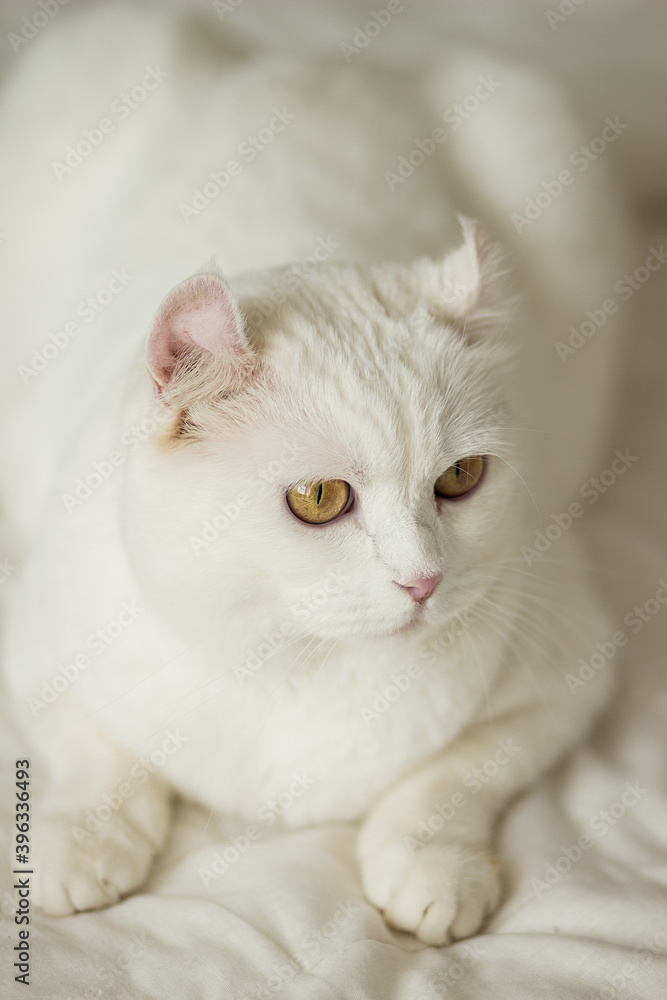 The white cat with yellow round eyes lies. Image with selective focus and toning. Image with noise effects. Focus on the eyes.