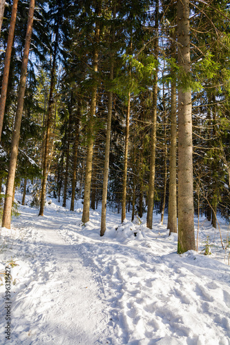 Winter view of the nature trail in the forest, Sipoonkorpi National Park, Finland photo